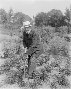 Moderation The Secret of Long Life Mr Charles Tulley of Hassocks Surrey who is