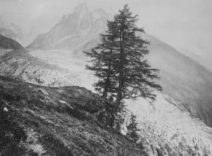 Mountain Prints: Mont Blanc from Chamonix. Showing the pyramid of forest firs November 1920