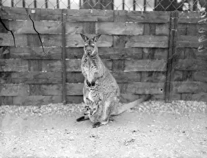 The four months old Wallaby peers from his mothers pouch at his strange surroundings