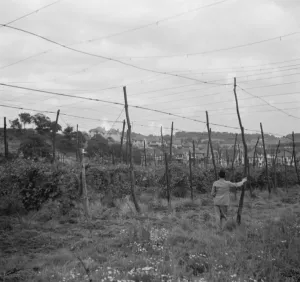 Hops Prints: Mr Fassam in a hop field. 1936