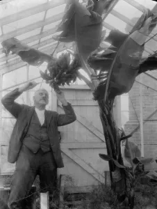 Fruit Prints: Mr G Lamb of Hextable shows off his banana plants. 1 March 1936