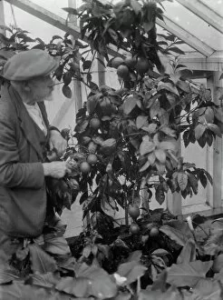 Fruit Collection: Mr G Lamb of Hextable shows off his orange plants. 1 March 1936