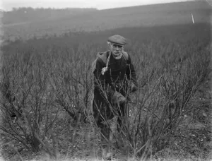 Mr George Walter Lennard in Footscray, Kent, pruning blackcurrant shrubs. 1936