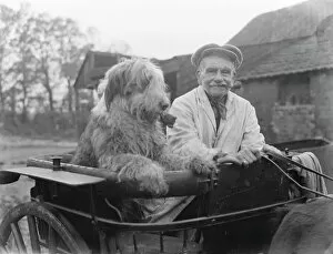 Animal Collection: Mr Groombridge and his sheepdog, smoking their pipes, aboard their poney trap