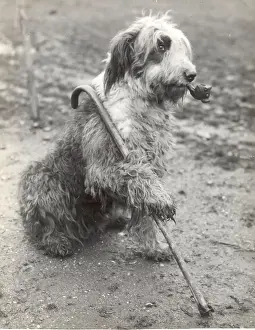 Walking Stick Prints: Mr Groombridges Sheepdog 1936 The Old Soldier on Guard - with pipe and stick
