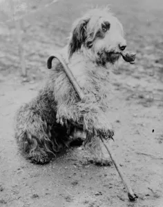 Walking Stick Prints: Mr Groombridges sheepdog poses with a pipe and a walking stick. 1936