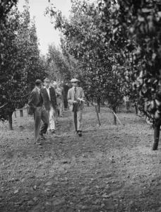 Fruit Prints: Mr J Amos showing people around at the East Malling Research Station open day in Kent