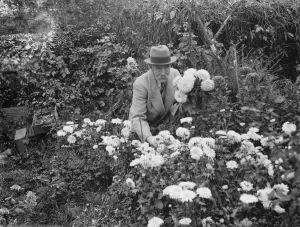 Picking Prints: Mr JA Baxter, in his garden in Sidcup. 1935