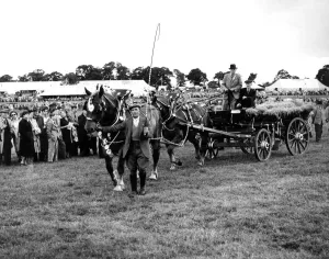Fifties Prints: Mr John C Sims Captain and Colonial - two Suffolk Punches, in the Trade or Agricultural