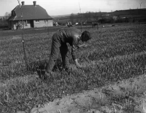 Farmer Prints: Mr Lummis, an ex RASC officer, runs a daffodil farm at Godstone, Isle of Wight