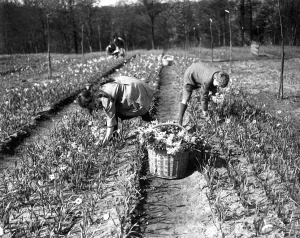 Mr Lummis, an ex RASC officer, runs a daffodil farm at Godstone, Isle of Wight