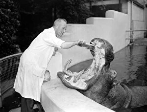 1950s Collection: Mr Matt Kelly, head keeper at Manchesters Belle Vue Zoo, seems to have a job