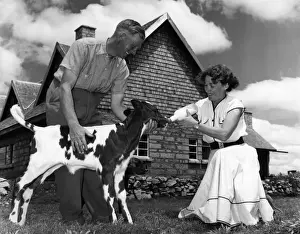 Farmers Prints: Mr and Mrs Fred Ritchie feed a nine day old calf from the bottle outside their handsome
