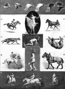 Mr Muybridge his instantaneous photographs of animal motion at the Royal Society