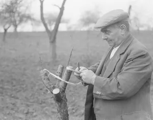 Mr Searles grafting fruit trees. 1939
