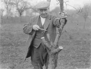 Orchard Prints: Mr Searles grafting fruit trees. 1939