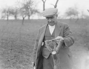 Mr Searles grafting fruit trees. 1939