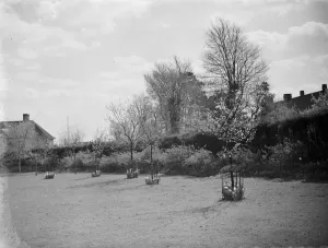 Mr Swans house and garden at 21 Rectory Lane in Sidcup, Kent. 1939