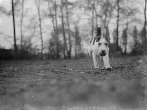 Ball Prints: Mr Tophams dog Tony. 1939
