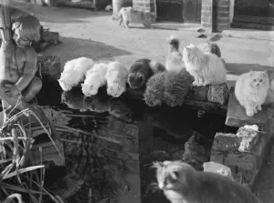 Mrs Buckingham, The Mayoress of Bexleys cats drinking water from a pond