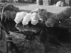 Cute Prints: Mrs Buckingham, The Mayoress of Bexleys cats drinking water from a pond