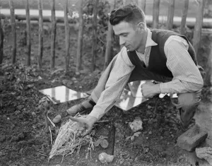 Fruit Prints: Mrs Burnett picking October strawberries in Gavesend, Kent. 1938