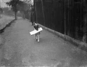 Mrs Carrs terrier carrying The Times newspaper. 1 November 1936