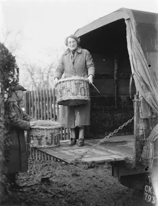 Unload Prints: Mrs E Butcher carrying a basket on the back of ans Buthcer Carrier Bedford lorry