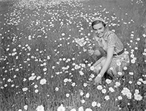 Marguerites Collection: Mrs Muriel Topham junior picking flowers in a field near Meopham, Kent