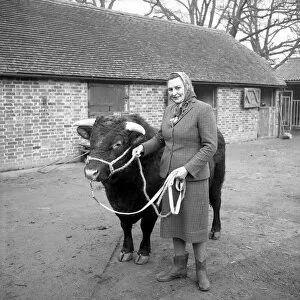 Farmer Collection: Mrs O M Fenwick with Watstock Despot a pedigree Sussex bull. Watstock Farm, Chiddingstone