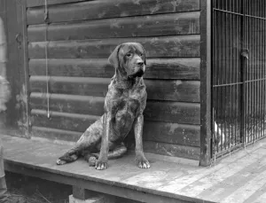 At Mrs Olivers Mastif Kennels at Hellingly East Sussex. Robert Of Hellingly 1931