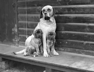At Mrs Olivers Mastiff kennels at Hellingly, East Sussex. Champion Joseph Of Hellingly