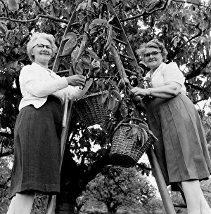 Fruit Collection: Mrs P Worrell (left) and Mrs H Finnis cherry picking at an orchard at Pick Hill, Tenterden