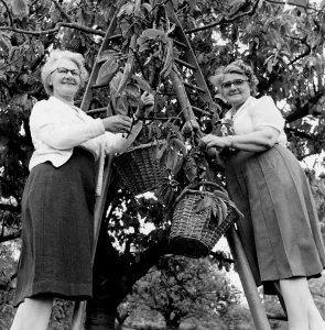 Fruit Prints: Mrs P Worrell (left) and Mrs H Finnis cherry picking at an orchard at Pick Hill, Tenterden