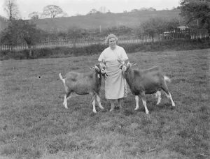 Mrs Violet Ashbee with two goats at a goat farm in Birling, Kent. 1939