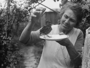 Mrs White and a friendly thrush. 1936