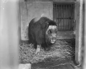 Animals Prints: Musk Ox in England after 100, 000 years An animal that may revolutionise the wool industry