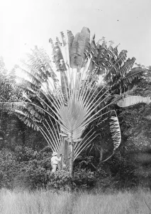 Caribbean Prints: Where nature supplies free drinks. A thirsty wayfarer tapping a Traveller s