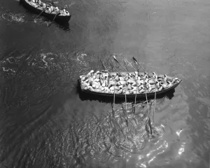 Wood Prints: Naval cadets rowing in packed boat during an Abandon Ship exercise from the training