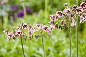 Grow Collection: Nectaroscordum siculum, ornamental onion, flower heads in border, Kent UK, May credit