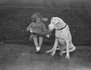 Nero a Great Dane and very well known in Hyde Park, shares a newspaper