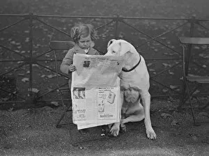 Animal Crackers Collection: Nero a Great Dane and very well known in Hyde Park, shares a newspaper