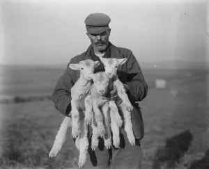 Farmer Prints: New arrivals in Wessex. Three - day old lambs of the famous Dorset Horned variety
