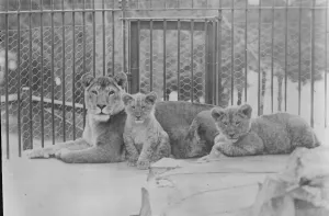 Cage Prints: New Zealand zoo lion cubs. A study of New Zealand lion cubs in the municipal zoo