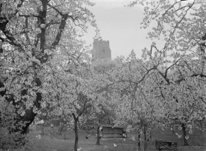 Newington church, Kent, see through the tree blossom. 1936