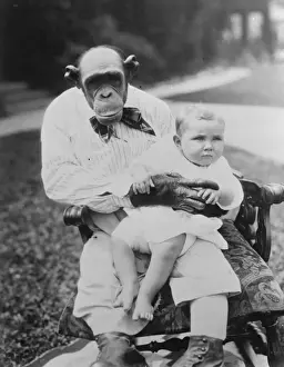The nurse chimpanzee. Snooky, said to be the most human - like chimpanzee