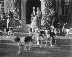 Old Berkeley Hounds meet at Chequers. Mr Baldwin making friends with the hounds