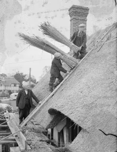 Old craft for modern buildings, reeds from the Norfolk Broads. Thatchers at work