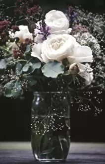 Floral Collection: Old fashioned posy of full blown roses and gypsophila aganst dark background credit