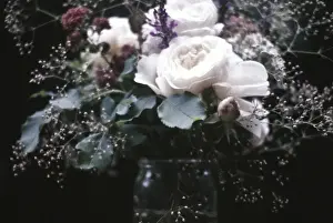 Old fashioned posy of full blown roses and gypsophila aganst dark background credit